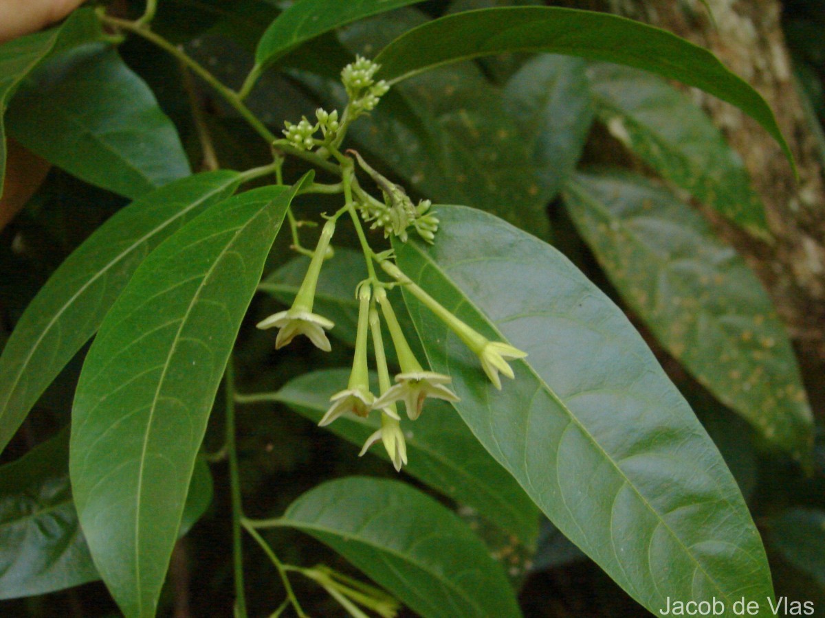 Cestrum nocturnum L.